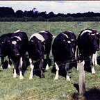 1986-07-07 10 - Infanteriegefechtsausbildungswoche (4 Kp) (9)