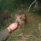 1990-09 - Bergen-Hohne - Tierischer Besuch beim InstZg 174