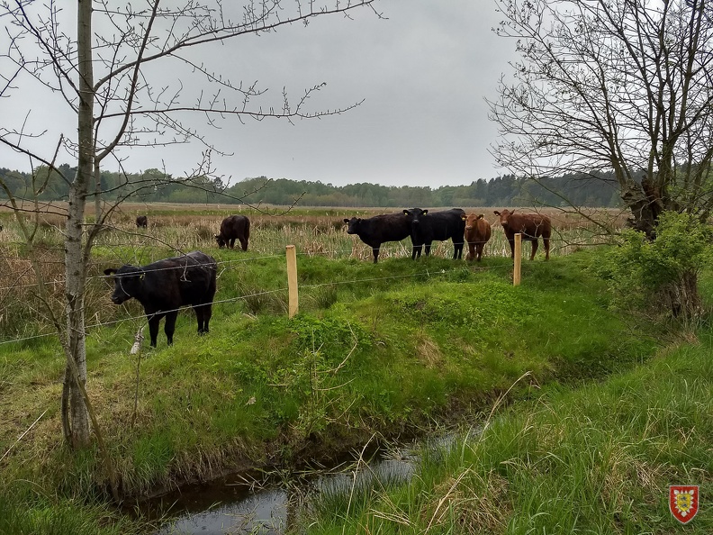 2019-05-08 - Rinder in Lohe 005